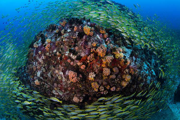 I bellissimi fondali delle Seychelles © Imran Ahmad